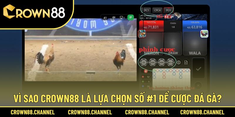 Đá gà 2 Lý do nhiều người thích cược chọi gà ở sân chơi