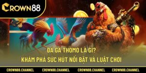 Đá Gà Thomo Là Gì? Khám Phá Sức Hút Nổi Bật Và Luật Chơi