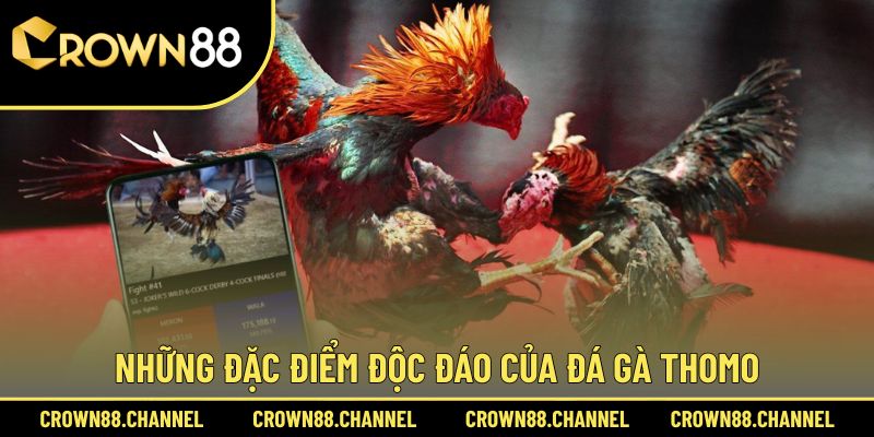 Đá Gà Thomo Là Gì? Khám Phá Sức Hút Nổi Bật Và Luật Chơi 2 Tìm hiểu ưu điểm của hình thức đá gà Thomo