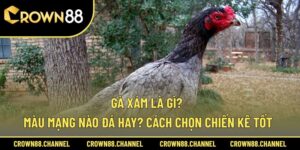Gà Xám Là Gì? Màu Mạng Nào Đá Hay? Cách Chọn Chiến Kê Tốt