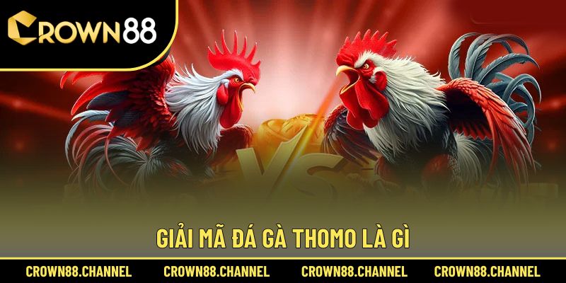 Đá Gà Thomo Là Gì? Khám Phá Sức Hút Nổi Bật Và Luật Chơi 1 Định nghĩa đá gà Thomo là gì
