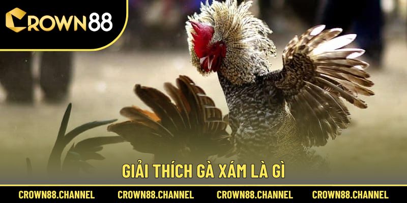 Gà Xám Là Gì? Màu Mạng Nào Đá Hay? Cách Chọn Chiến Kê Tốt 1 Hiểu đúng dòng gà Xám là gì