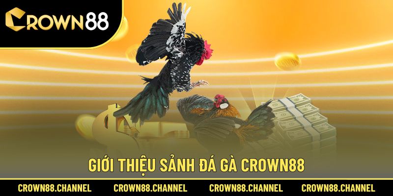 Đá gà 1 Sơ lược về sảnh đá gà Crown88