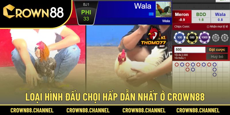 Đá gà 3 Top 3 hình thức đấu chọi được yêu thích nhất