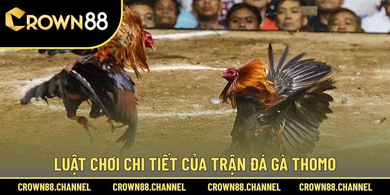 Đá Gà Thomo Là Gì? Khám Phá Sức Hút Nổi Bật Và Luật Chơi 3 Giải mã luật lệ đá gà Thomo là gì?