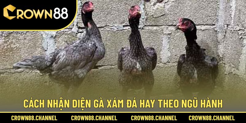 Gà Xám Là Gì? Màu Mạng Nào Đá Hay? Cách Chọn Chiến Kê Tốt 3 Hướng dẫn chọn chiến kê dũng mãnh theo ngũ hành