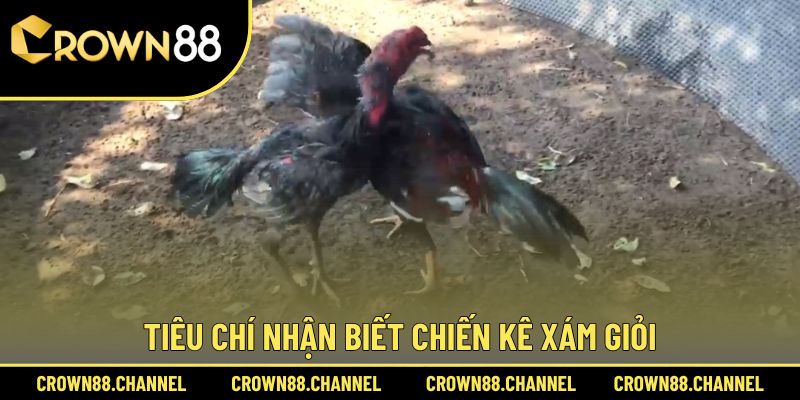 Gà Xám Là Gì? Màu Mạng Nào Đá Hay? Cách Chọn Chiến Kê Tốt 2 Hướng dẫn nhận biết các chú gà Xám đá hay